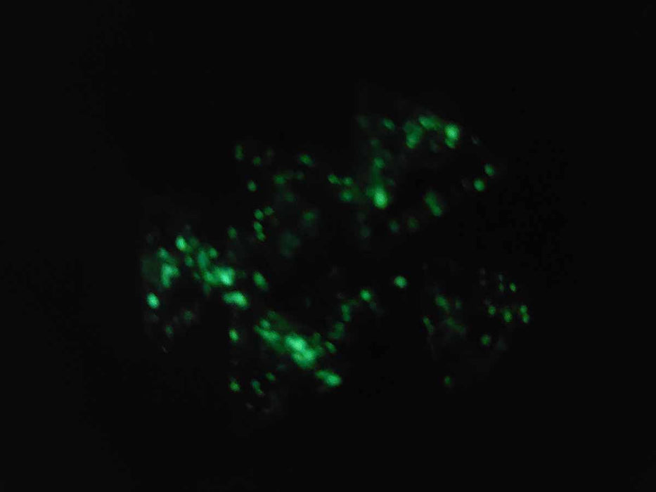 Luminary Nebula 18mm D4 Chessex Dice, 6 Pieces - Nocturnal with Blue Numbers