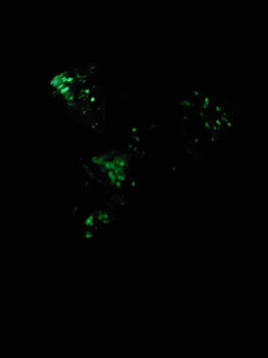 Luminary Nebula 18mm D4 Chessex Dice, 6 Pieces - Primary with Blue Numbers