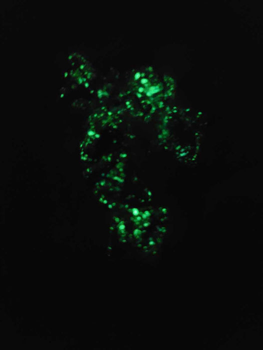 Luminary Nebula 15mm D8 Chessex Dice, 6 Pieces - Nocturnal with Blue Numbers