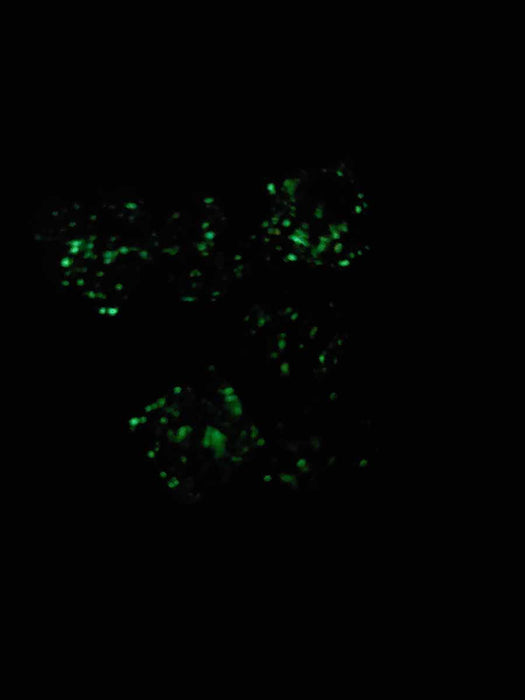 Luminary Nebula 16mm Tens D10 (00-90) Dice, 6 Pieces - Primary with Blue