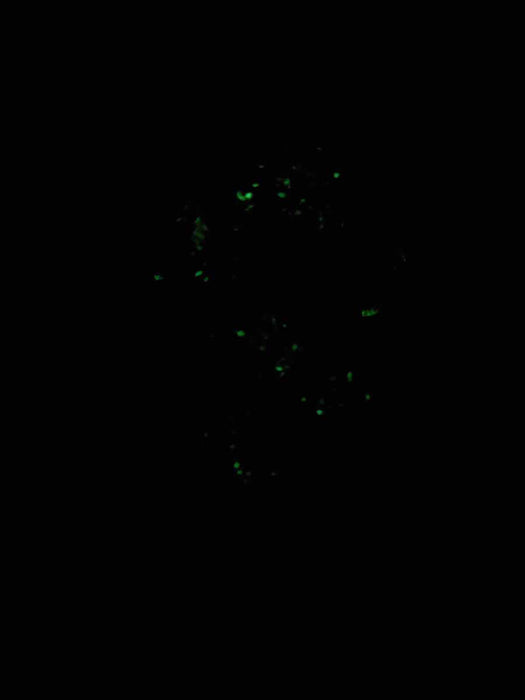 Luminary Nebula 18mm D12 Chessex Dice, 6 Pieces - Primary with Blue Numbers