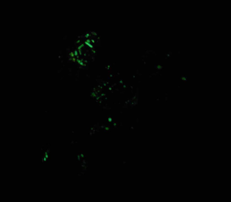 Luminary Nebula 20mm D20 Chessex Dice, 6 Pieces - Primary with Blue Numbers